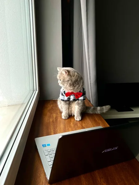 休日にシャツと赤いネクタイのスコットランドのストレートグレーの猫は紳士のように見えます 居心地の良いモダンなアパートで国内ペットはラップトップで窓の外を見る — ストック写真