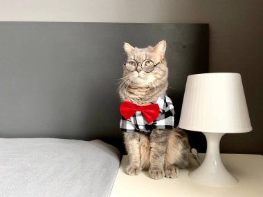 Düz kulaklı, gözlüklü, siyah beyaz gömlekli ve tatilde kırmızı kravatlı bir İskoç patron gibi görünüyor. Rahat, modern bir dairede evcil hayvan.