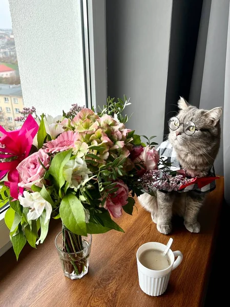 스코틀랜드의 직설적 고양이가 넥타이를 휴일을 보내는 모습은 신사처럼 보인다 아파트에 — 스톡 사진
