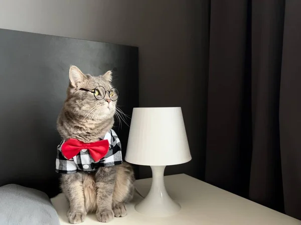 스코틀랜드 고양이가 안경을 셔츠를 연휴에 넥타이를 보스처럼 보인다 현대식 아파트에 — 스톡 사진