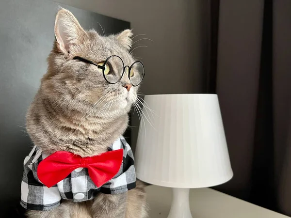 一个苏格兰直耳朵灰猫与眼镜 黑色白衬衫和红色领带在假日看起来像一个老板 在舒适的现代化公寓里养宠物 — 图库照片