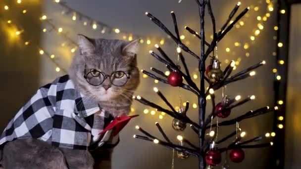 Die Schottische Gerade Graue Katze Hause Feiert Weihnachten Und Neujahr — Stockvideo