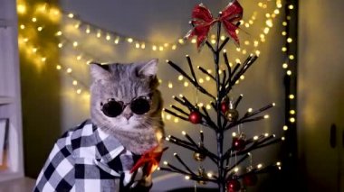 Evdeki İskoç heteroseksüel gri kedi 25 Aralık 'ta Noel' i ve 2023 yılını gömlek, güneş gözlüğü ve kırmızı kravatla dekoratif Noel ağacıyla kutluyor..