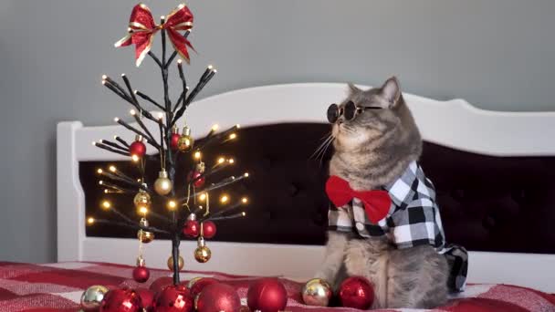 Skót Egyenes Szürke Macska Otthon Ágyon Maga Ünnepli Boldog Karácsonyt — Stock videók