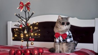 Evdeki İskoç heteroseksüel gri kedi 25 Aralık 2023 'te Noel' i gömlekli ve kırmızı kravatlı kutluyor..