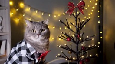 Evdeki İskoç heteroseksüel gri kedi, 25 Aralık 'ta Noel' i ve 2023 yılını tişört ve kırmızı kravatla, dekoratif Noel ağacıyla kutlar. Evcil hayvan etrafa bakıyor ve kameraya bakıyor. 
