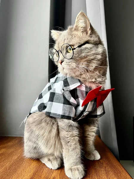 スコットランドのストレートのグレーの猫で 黒い白いシャツ 休日の赤いネクタイは紳士のように見えます 居心地の良いモダンなアパートでペット — ストック写真