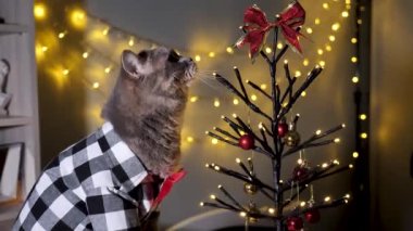 Evdeki İskoç heteroseksüel gri kedi, 25 Aralık 'ta Noel' i ve 2023 yılını tişört ve kırmızı kravatla, dekoratif Noel ağacıyla kutlar. Evcil hayvan etrafa bakıyor ve Noel ağacıyla oynuyor.. 
