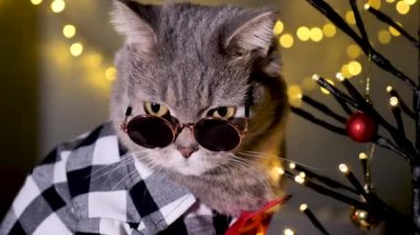 Evdeki İskoç heteroseksüel gri kedi, 25 Aralık 'ta Noel' i ve 2023 yılını tişört ve kırmızı kravatla, dekoratif Noel ağacıyla kutluyor..