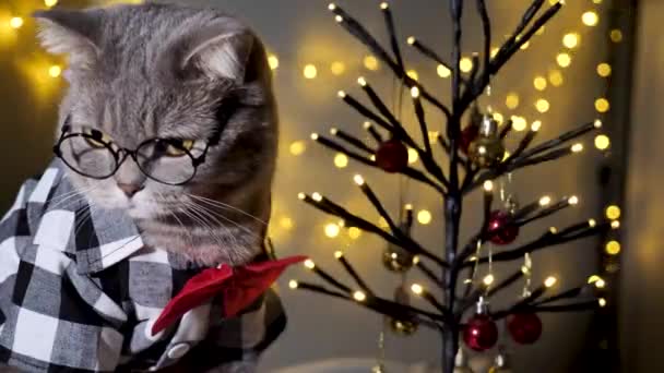 Evdeki Skoç Heteroseksüel Gri Kedi Aralık Dekoratif Noel Ağacıyla Bir — Stok video