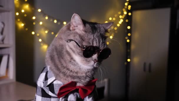 自宅でスコットランドのストレートグレーの猫は 12月の25で装飾的なクリスマスツリーとシャツ 眼鏡と赤いネクタイでメリークリスマスとハッピーニューイヤー2023を祝います — ストック動画