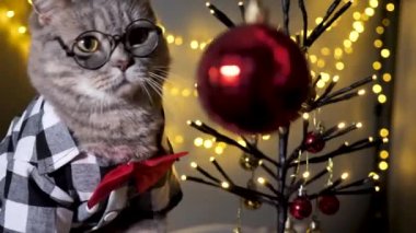 Evdeki İskoç heteroseksüel gri kedi 25 Aralık 'ta Noel' i, 2023 yılını gömlekli ve kırmızı kravatlı ve dekoratif Noel ağacıyla kutluyor. Evcil hayvan Noel ağacı oyuncağıyla oynuyor.