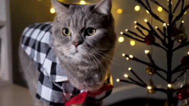 Evdeki İskoç heteroseksüel gri kedi, 25 Aralık 'ta Noel' i ve 2023 yılını tişört ve kırmızı kravatla, dekoratif Noel ağacıyla kutlar. Evcil hayvan etrafa bakıyor ve kameraya bakıyor. 