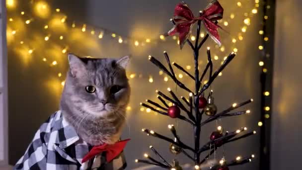 Skót Egyenes Szürke Macska Otthon Ünnepli Karácsony Újév 2023 Egy — Stock videók