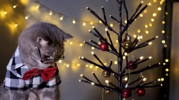 Evdeki Skoç Heteroseksüel Gri Kedi Aralık Dekoratif Noel Ağacıyla Mutlu — Stok video