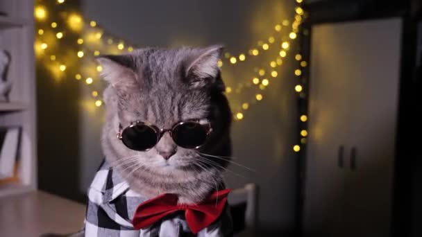 Szkocki Kot Hetero Domu Świętuje Boże Narodzenie Nowy Rok 2023 — Wideo stockowe