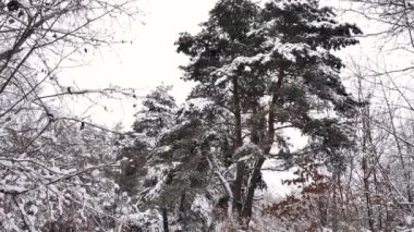 Young woman, girl, teenager walks in the winter in the snowy forest in slow motion. General plan of a teenager in a yellow hat and with a backpack