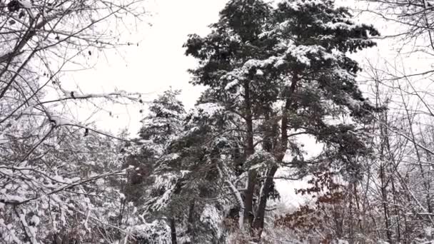 Ung Kvinna Flicka Tonåring Går Vintern Den Snöiga Skogen Slow — Stockvideo
