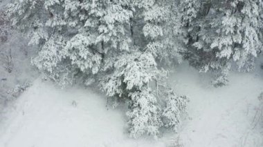 winter snowy forest in slow motion. General plan , aerial shoot