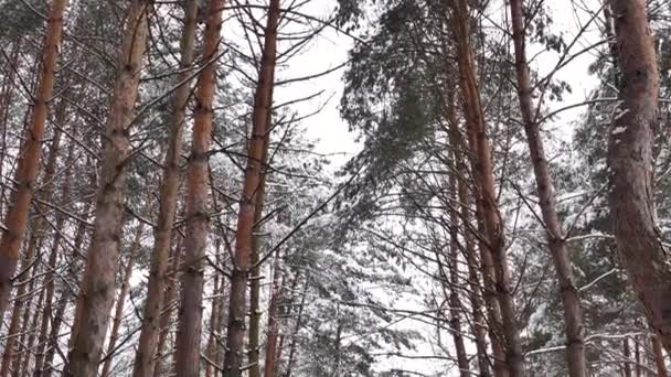 Mujer Joven Niña Camina Invierno Bosque Nevado Cámara Lenta Plan — Vídeos de Stock