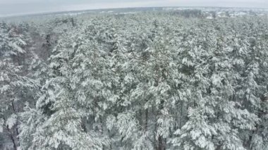 winter snowy forest in slow motion. General plan , aerial shoot