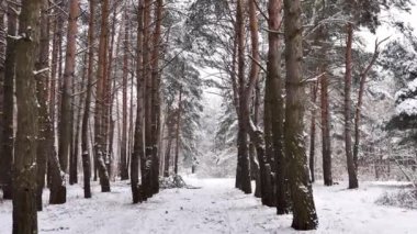 Genç bayan, kız kışın karlı ormanda ağır çekimde yürür. Sarı şapkalı ve sırt çantalı bir gencin genel planı.