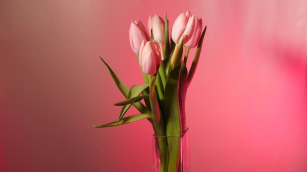 春の花チューリップは ピンクの背景に立ち上がり 国際女性デーのために回転し クローズアップし コピースペースを作りました 祖母のための花束 — ストック動画