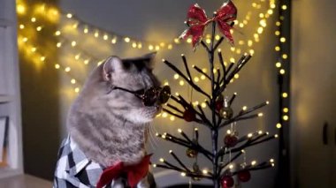 Evdeki İskoç heteroseksüel gri kedi, 25 Aralık 'ta Noel' i ve 2024 'ü gömlek, gözlük ve kırmızı kravatla, dekoratif Noel ağacıyla kutluyor.. 