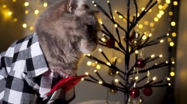 Evdeki İskoç heteroseksüel gri kedi, 25 Aralık 'ta Noel' i ve 2024 'ü gömlek, gözlük ve kırmızı kravatla, dekoratif Noel ağacıyla kutluyor.. 