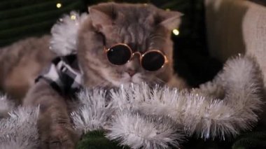 Evdeki İskoç heteroseksüel evcil kedisi Noel 'i ve 2024 yılını gömlekli, gözlüklü ve kırmızı kravatlı 25 Aralık' ta kutluyor. Yakından bakınca, insan yok, hayvan memeli oyunları var.