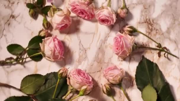 Рожеві Обертати Плоскі Лежали Весняного Відпочинку Заході Квітами Троянд Крупним — стокове відео