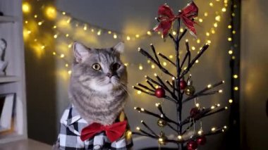 Evdeki İskoç heteroseksüel gri kedi, 25 Aralık 'ta Noel ve 2024 yılbaşını gömlek ve kırmızı kravatla, dekoratif Noel ağacıyla kutluyor.. 