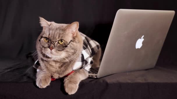 黒い背景にMacbookのラップトップを持つ猫のボス スコットランド産だ 実業家のようなネクタイと眼鏡のシャツを着たペット — ストック動画