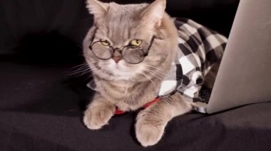 Siyah arka planda dizüstü bilgisayarı olan kedi patronu. İskoçyalıyı düz yetiştir. Bir iş adamı gibi kravat ve gözlük takmış bir evcil hayvan. 