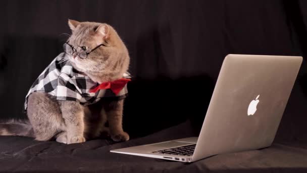 黒い背景にMacbookのラップトップアップルと猫の大きなボス スコットランド産だ 実業家のようなネクタイと眼鏡のシャツを着たペット — ストック動画