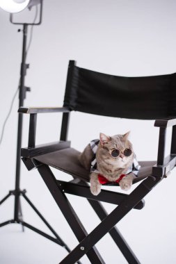 Güneş gözlüklü ve kırmızı kravatlı bir İskoç düz kulaklı bir kedi, beyaz bir video stüdyosundaki, dikey bir prodüksiyon koltuğunda oturuyor.