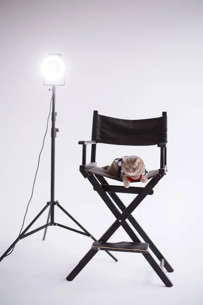 A Scottish straight eared pet cat in a red tie sits on a black production chair in a white video production studio, vertical, isolated