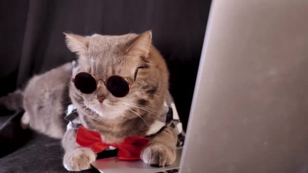猫の上司は黒い背景にコンピュータのラップトップで作業しています スコットランド産だ 実業家のようなネクタイと眼鏡のシャツを着たペット — ストック動画