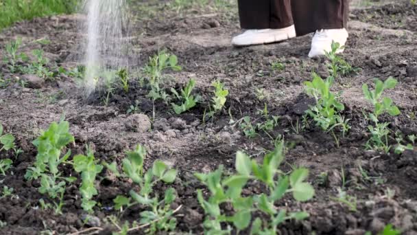 Person Farmer Watering Pea Plant Beds Watering Can Drought Dry — Stock Video