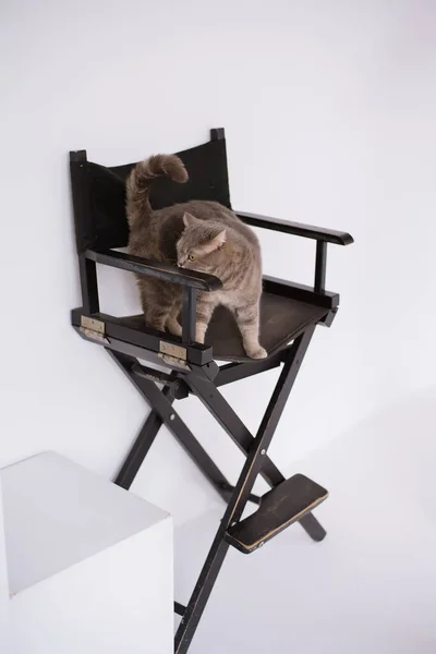 Gato Estimação Escocês Linha Reta Uma Cadeira Produção Preta Estúdio — Fotografia de Stock