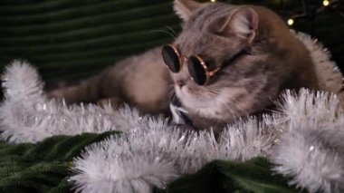 Evdeki İskoç heteroseksüel evcil kedisi Noel 'i ve 2024 yılını gömlekli, gözlüklü ve kırmızı kravatlı 25 Aralık' ta kutluyor. Yakından bakınca, insan yok, hayvan memeli oyunları var.