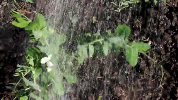 Persona Agricoltore Irrigazione Letti Piante Piselli Con Annaffiatoio Durante Siccità — Video Stock