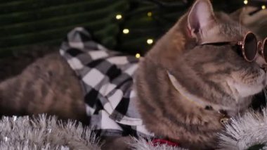 Evdeki İskoç heteroseksüel evcil kedisi Mutlu Noeller ve Mutlu yıllar 2024 'ü 25 Aralık' ta dekoratif bir gömlek, gözlük ve kırmızı kravatla kutluyor.