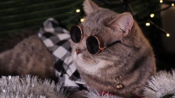 Szkocki Prosty Szary Kot Domu Świętuje Wesołych Świąt Szczęśliwego Nowego — Wideo stockowe