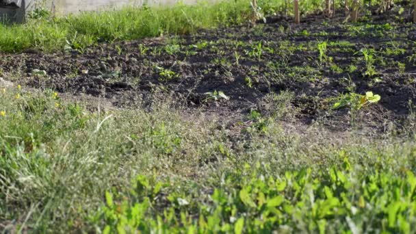 Persona Agricoltore Irrigazione Letti Piante Piselli Con Annaffiatoio Durante Siccità — Video Stock