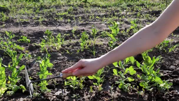 一个女农民在春天工作 在农村家庭工作 人工种植绿色植物新鲜豌豆芽特写 — 图库视频影像