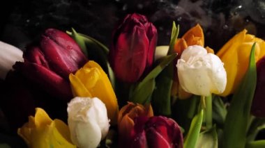 Bir çiçekçi bir buket bahar çiçeği yaratır, su damlacıkları olan renkli laleler yakın çekim yapar. Yeşil, kırmızı, turuncu, beyaz. 8 Mart, Anneler Günü, doğum günü hediyesi.