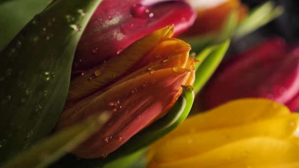Florista Crea Ramo Flores Primavera Tulipanes Coloridos Con Gotas Agua — Vídeos de Stock