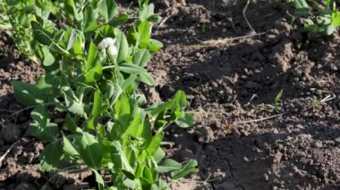 Çiftçi kuraklık sırasında bezelye bitkilerini suluyor, sebze bahçesinde iyi hasat için kuru arazi kapanıyor, yavaş çekim.