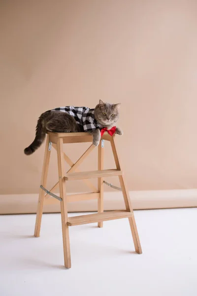 在一个垂直的白色视频制作演播室里 一只穿着服装的苏格兰直耳朵猫和一条红色领带坐在椅子上 — 图库照片